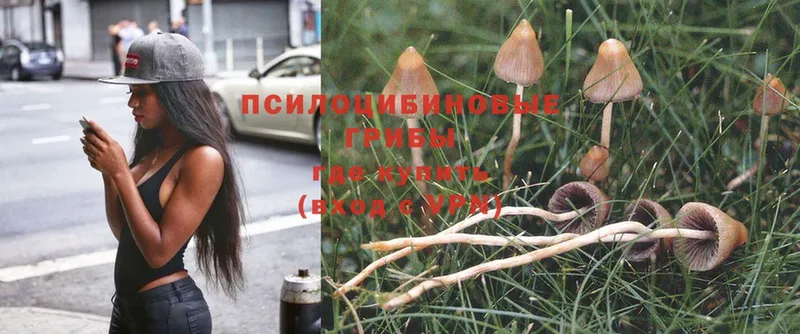 Галлюциногенные грибы Magic Shrooms  Багратионовск 